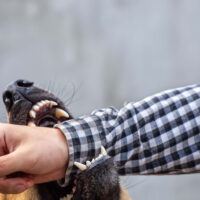 Image of a dog biting, representing the benefits of talking to a West Virginia dog bite lawyer when injuries occur.